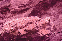 pink_glacier example